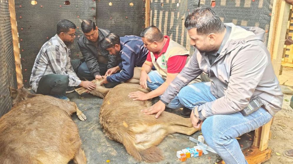 দিনাজপুরের স্বপ্নপুরী থেকে ৪৮ বন্যপ্রাণী উদ্ধার