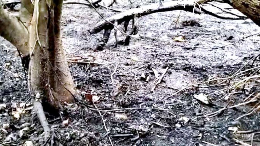 নিভে গেছে সুন্দরবনের গুলিশাখালীর আগুন