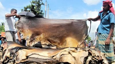 কোরবানির পশুর চামড়ার নতুন দাম নির্ধারণ