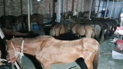 রাতের আঁধারে ৮ ঘোড়া জবাই, জীবিত উদ্ধার ১১টি