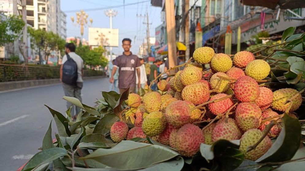 রাজশাহীর বাজারে লিচু এসেছে