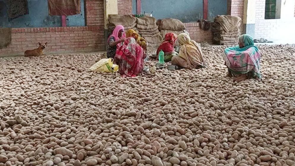আলুর দরপতনে দিশেহারা জয়পুরহাটের কৃষক ও ব্যবসায়ীরা